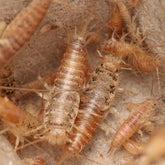 Thermobia domestica Silverfish